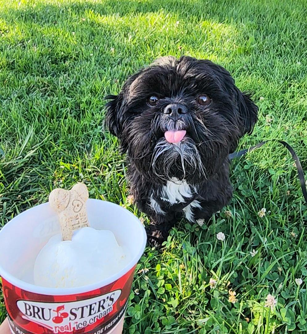 Anyone else do the pup cup at Bruster's? This is the first-time my boy got ice cream! 🍦🐶♥️