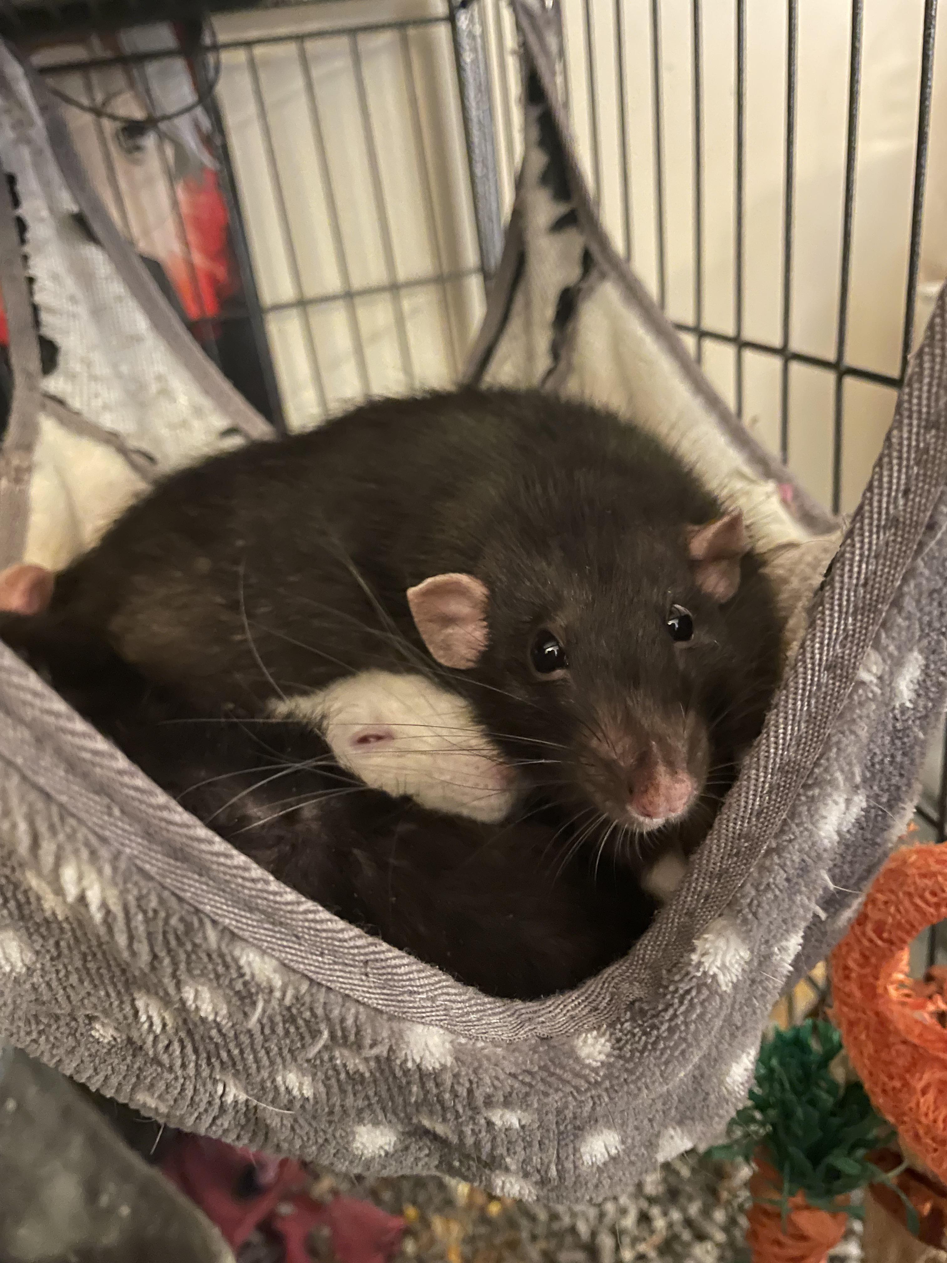 I’m having surgery tomorrow and will be recovering for Afew weeks, what is some good enrichment I can provide for my boys that will be easy for me to do? 