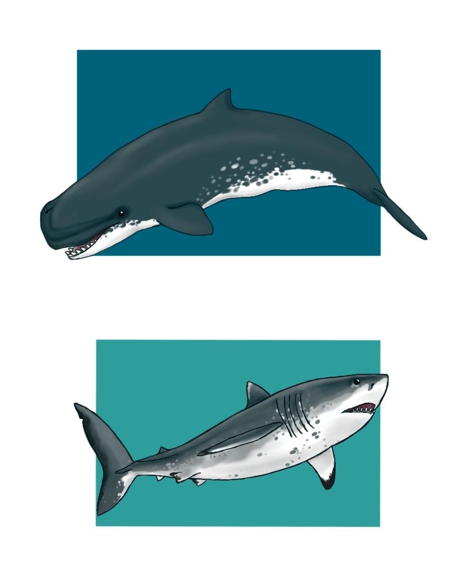 Livyatan melvillei and Otodus megalodon. Art by me