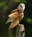 beautiful colors on Barn owl