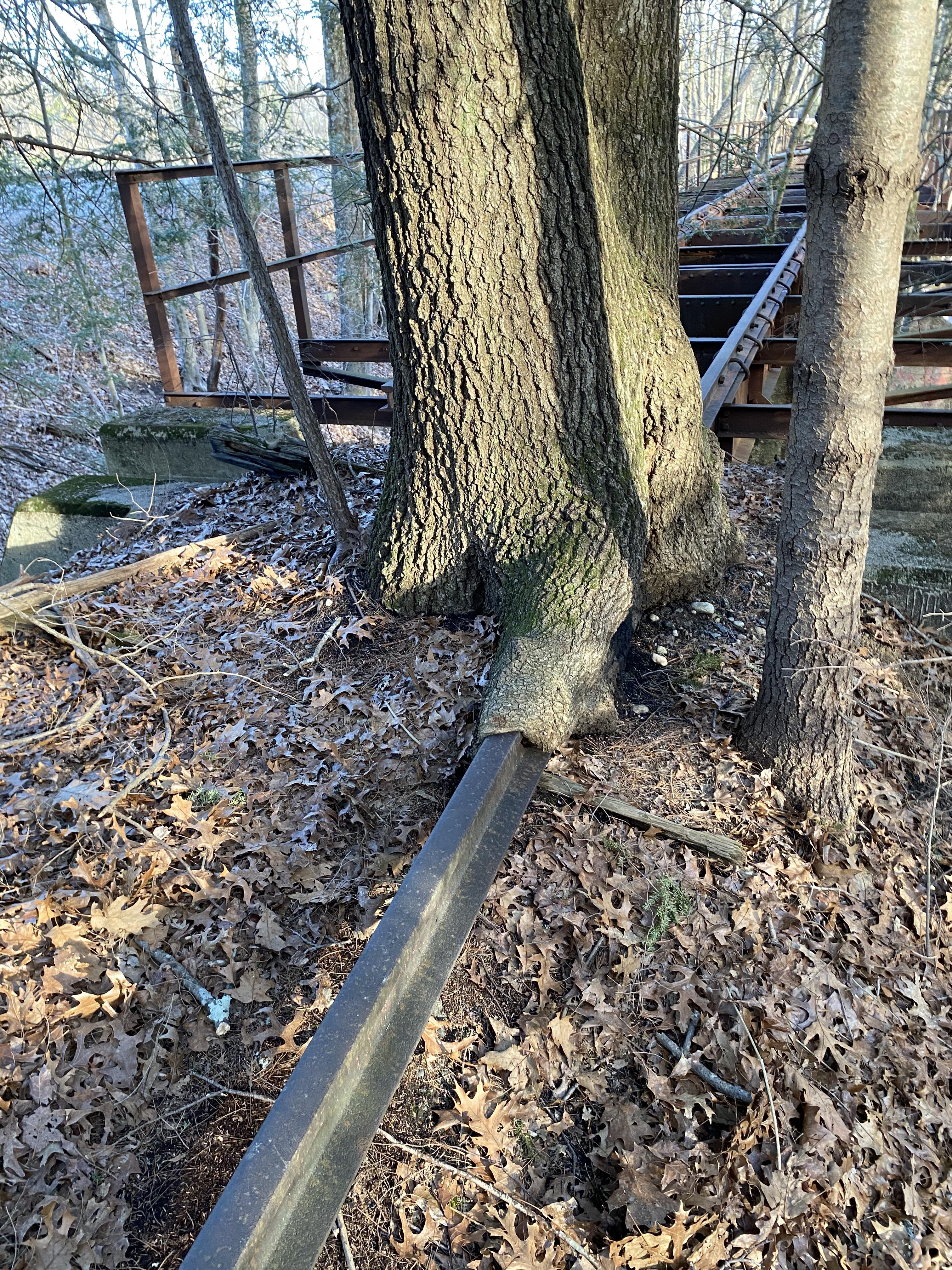 Tree On Rails Discover more like Mildlyinteresting: Tree trunk growing around rail of ...