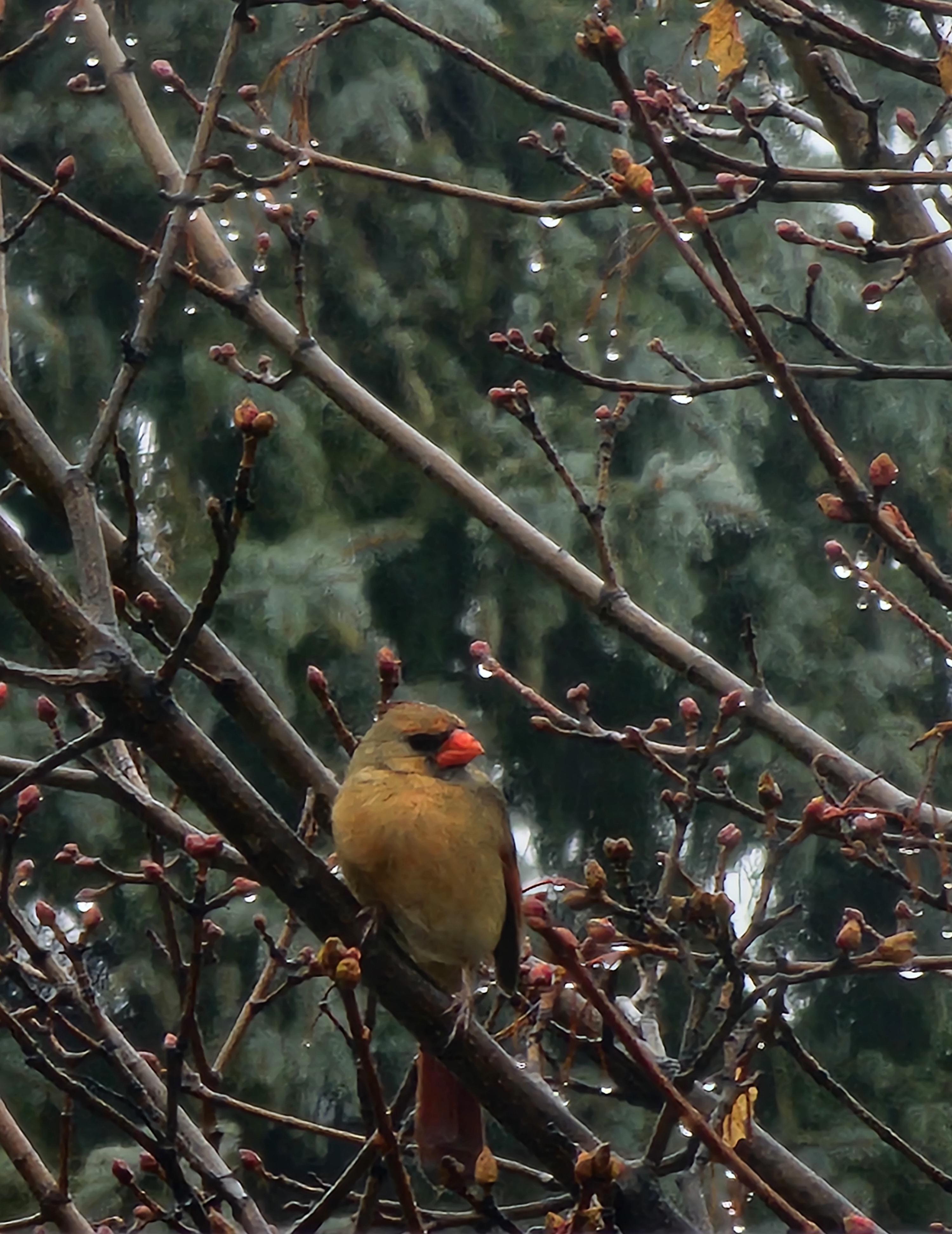 Female Cardinal view from my Balcony in Michigan. On winter rainy afternoon.