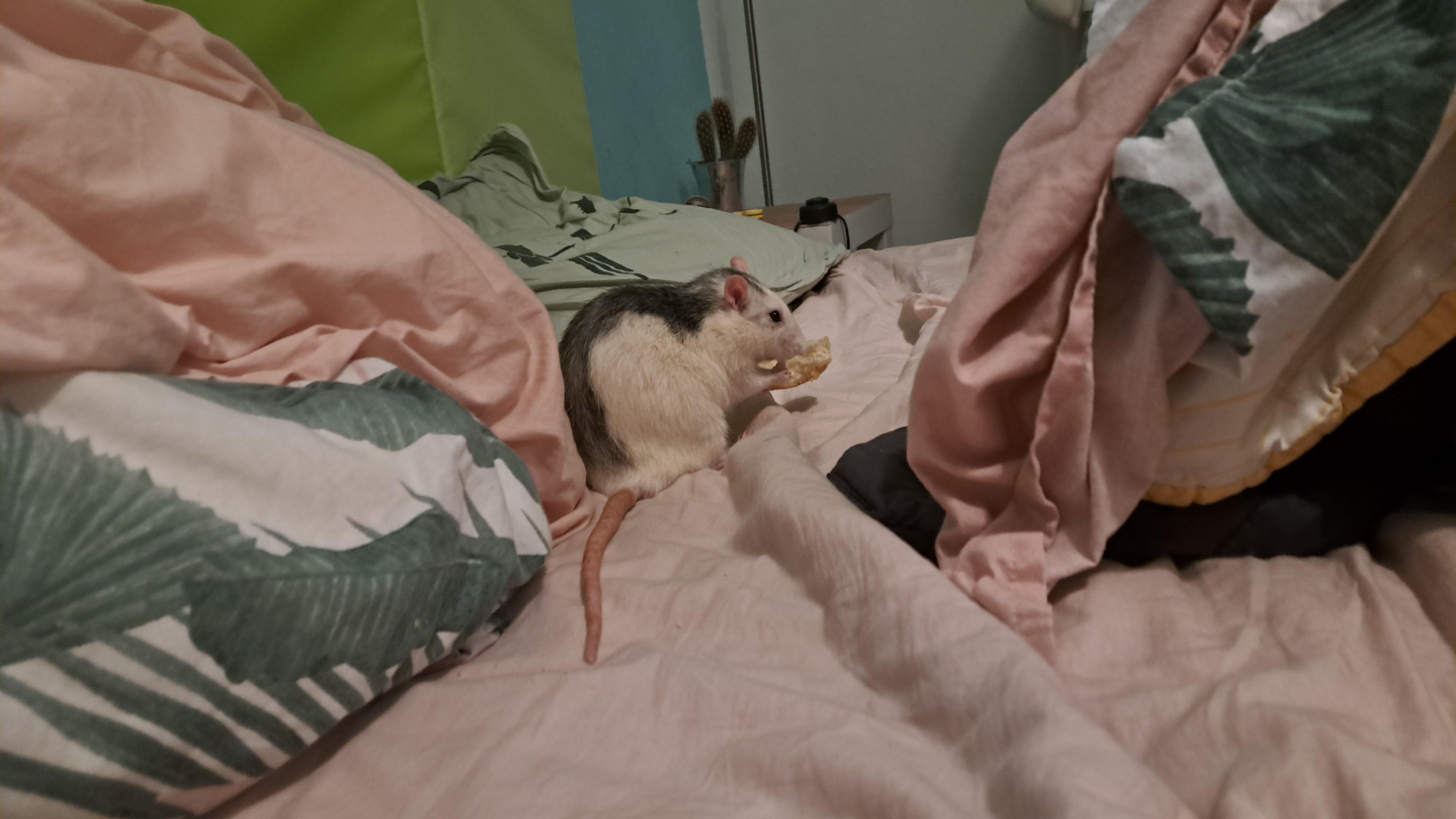 I made the mistake to let my rat eat pizza crust in my bed :(