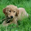 Golden Retriever puppy