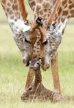 so sweet giraffes family