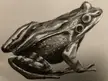 Frog, charcoal, by me, 2023