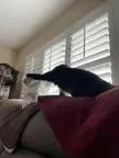 Mid slap