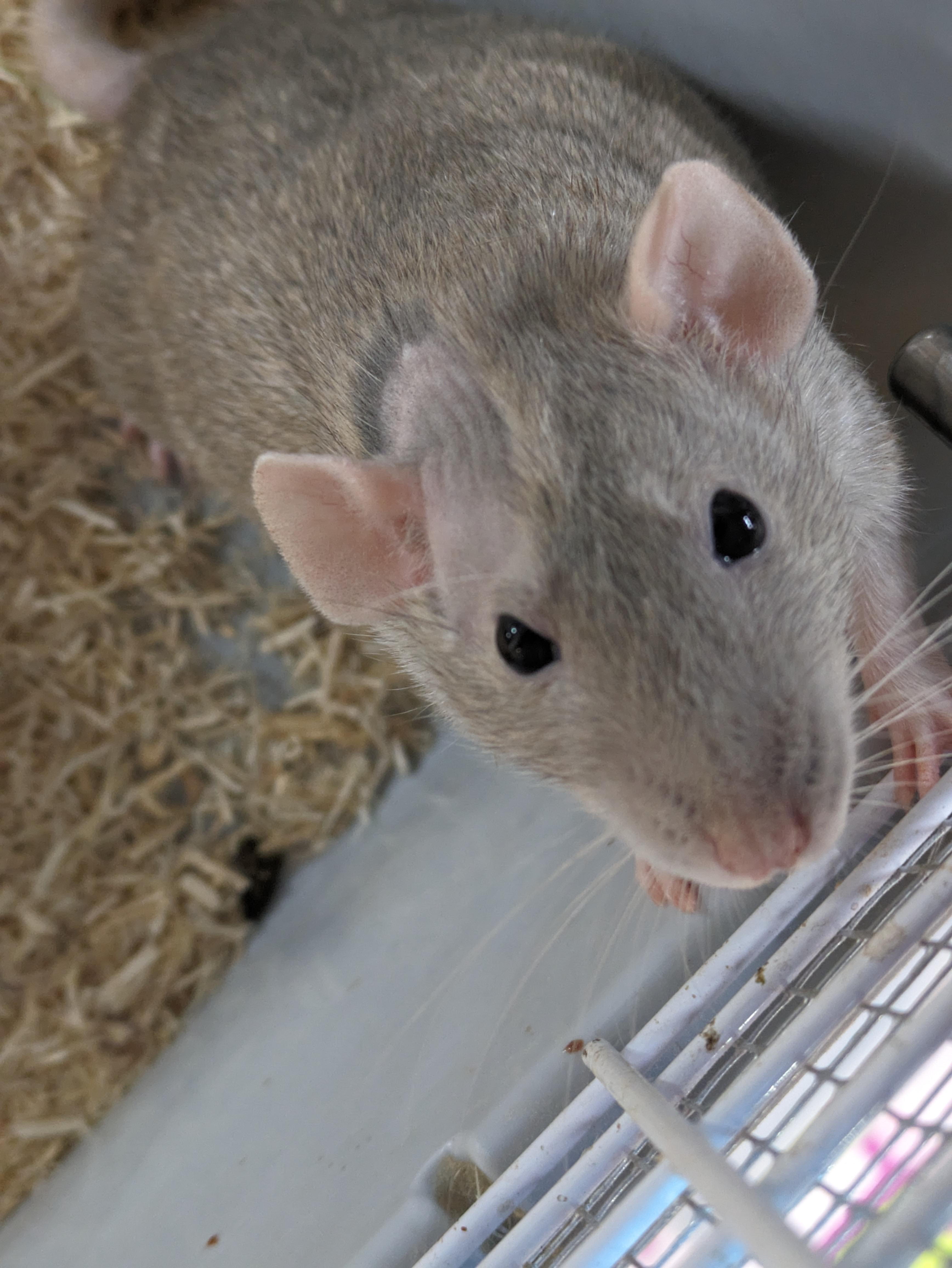 Why does my rat have a bald spot