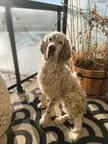 Rush the English Setter