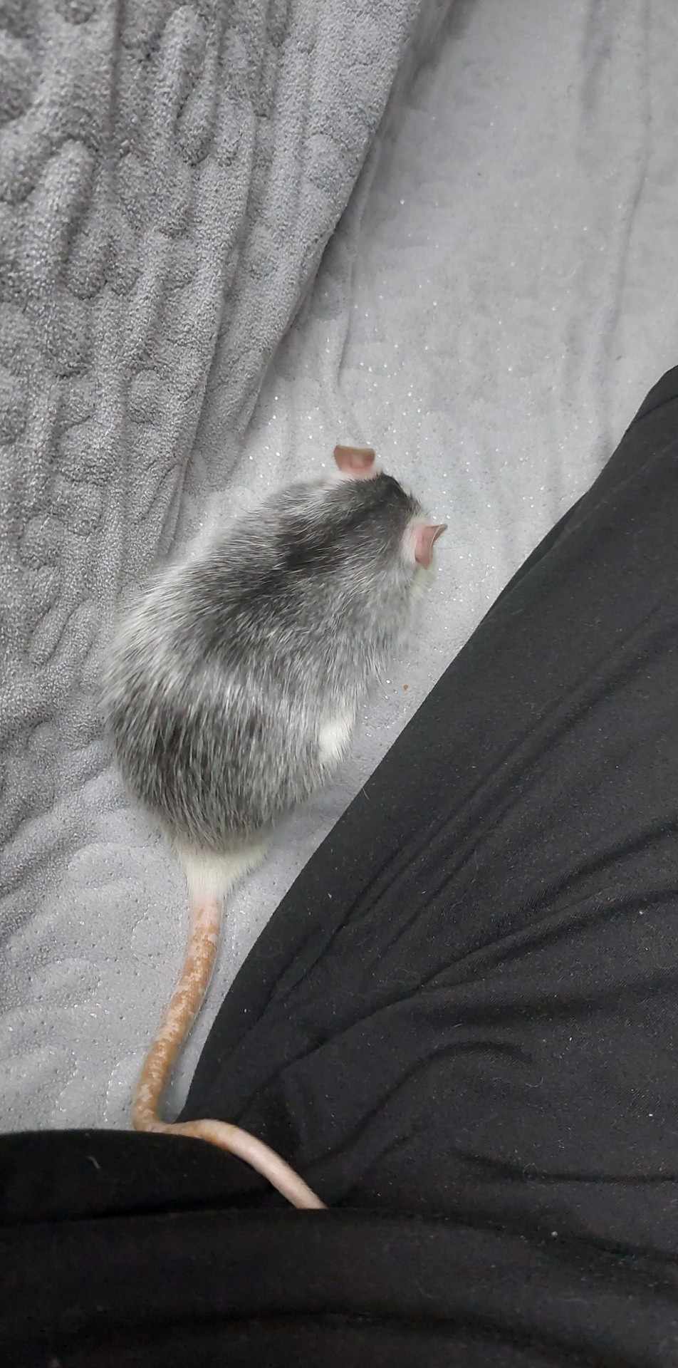 Is his tail alright?