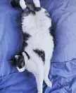 [OC] My cat stretching out after a long walk.