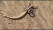 Scorpion killed this Sidewinder snake and is now dragging it to a spot where it can feed.
The scorpion "the black death" seems very comfortable doing this meaning it probly dealt with a sidewinder before.
Location "The Namib Desert, Walvis Bay Namibia ".
