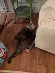 Found a chonker in a little box