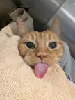 にゃーんちゃん
