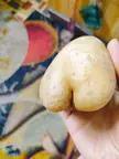 Potato or bootyto?