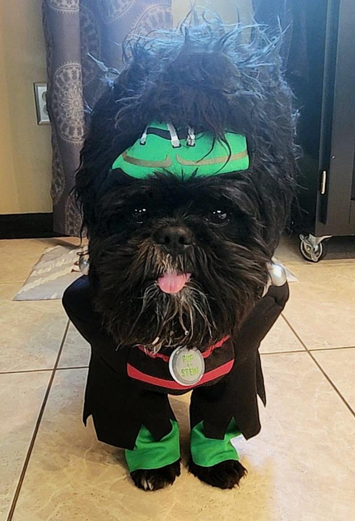 "It's Alive!" My boy turned into Seixostein!!! Muhahaha! 🎃🦇👻