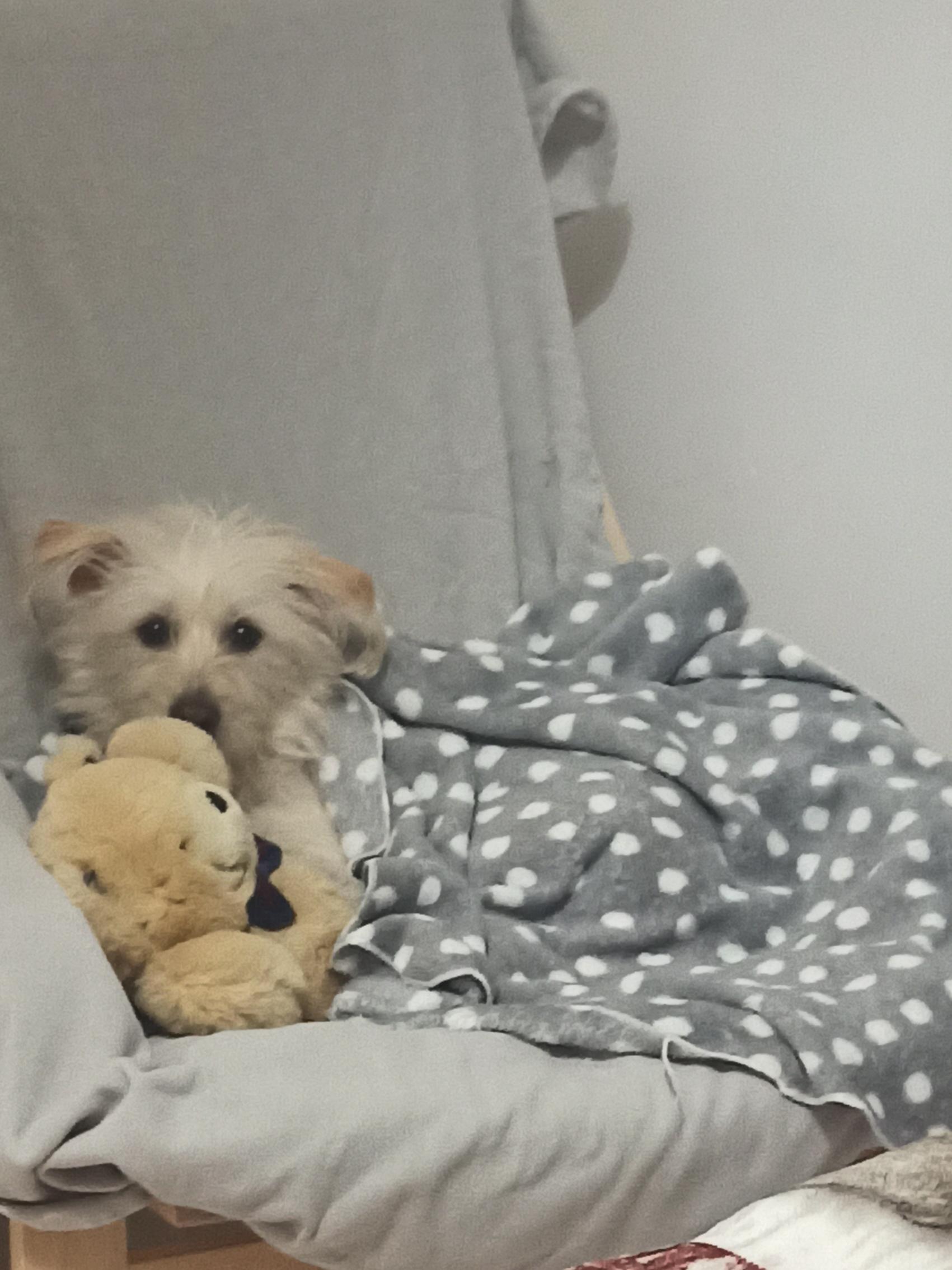 She just can't sleep w/o her buddy