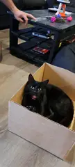 Biiiig yawn as the trap works