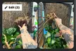 CrestedGecko