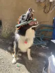 Frisbee vs dog