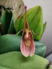 Restrepia royi 