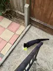 Cat burglar caught in the act sneaking out of neighbour's house