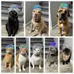 Silly Hats 387: Happy 10th Birthday to Daisy (our Pitt-Mix)
