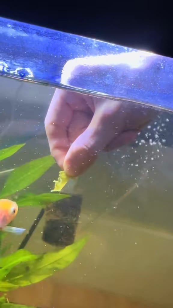 Goldfish