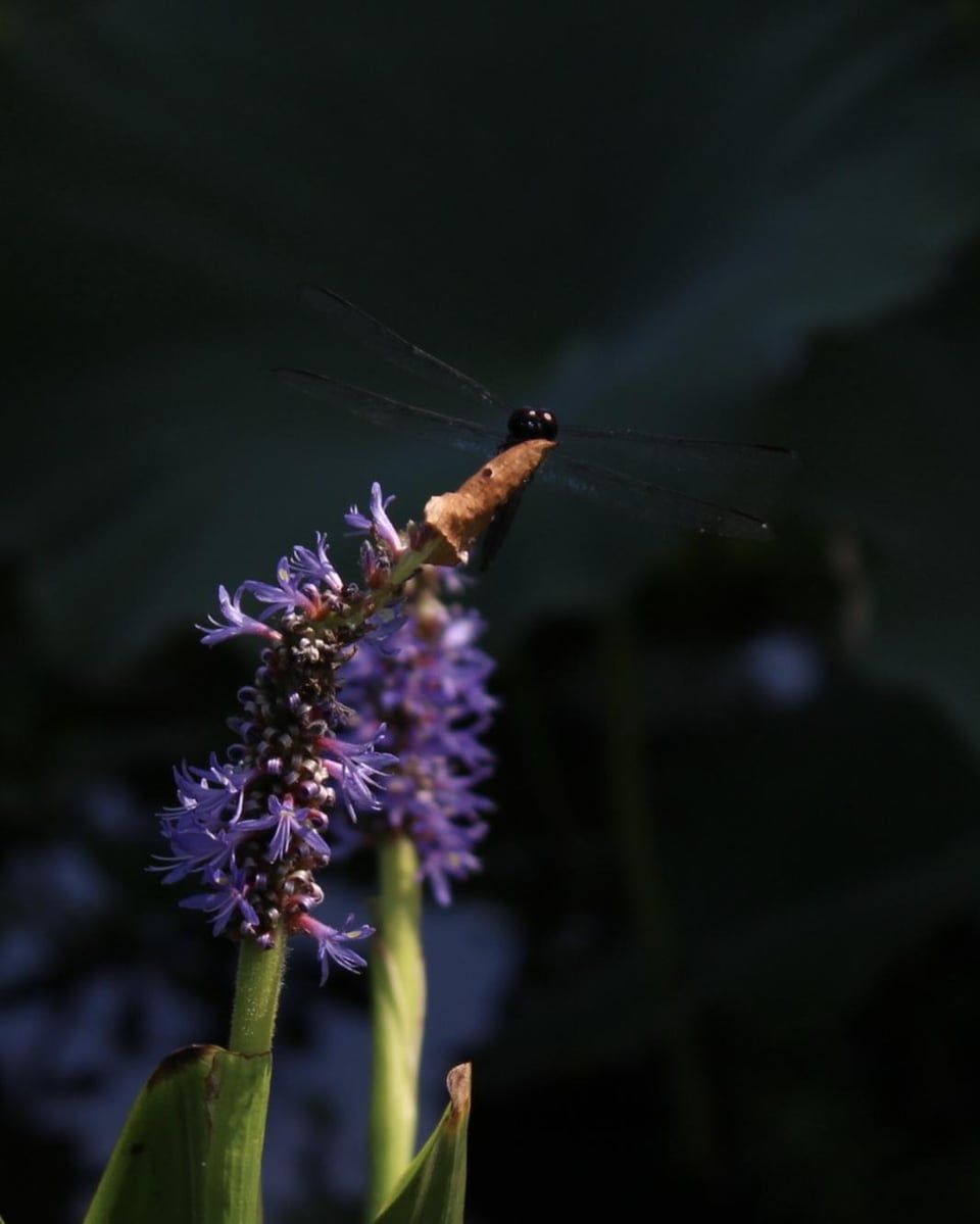 AmateurPhotography