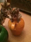 My stupid little babies