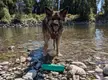 fetch crazy mutt