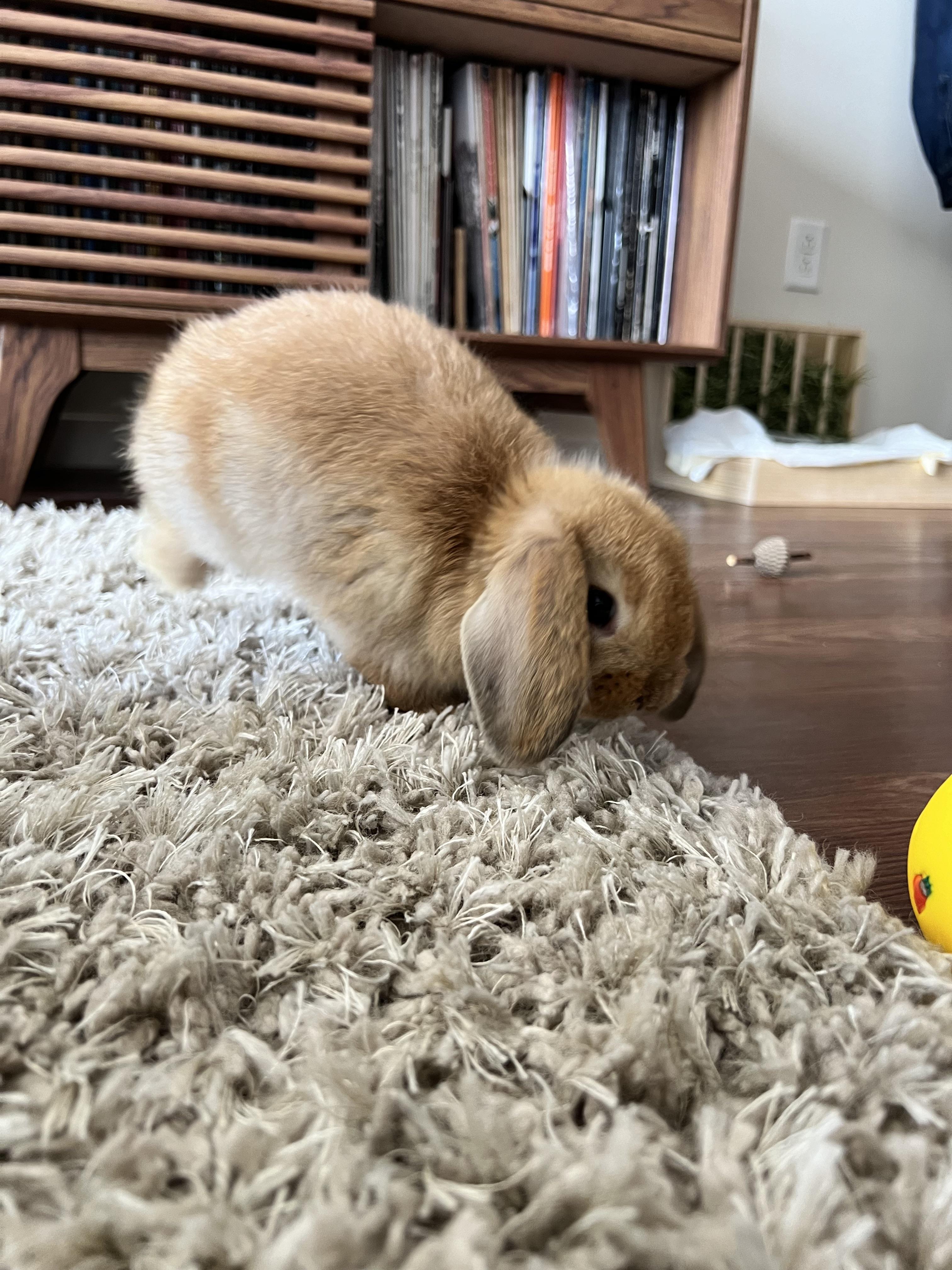 Today I got my first ever rabbit ever! He’s been super adventurous but ...