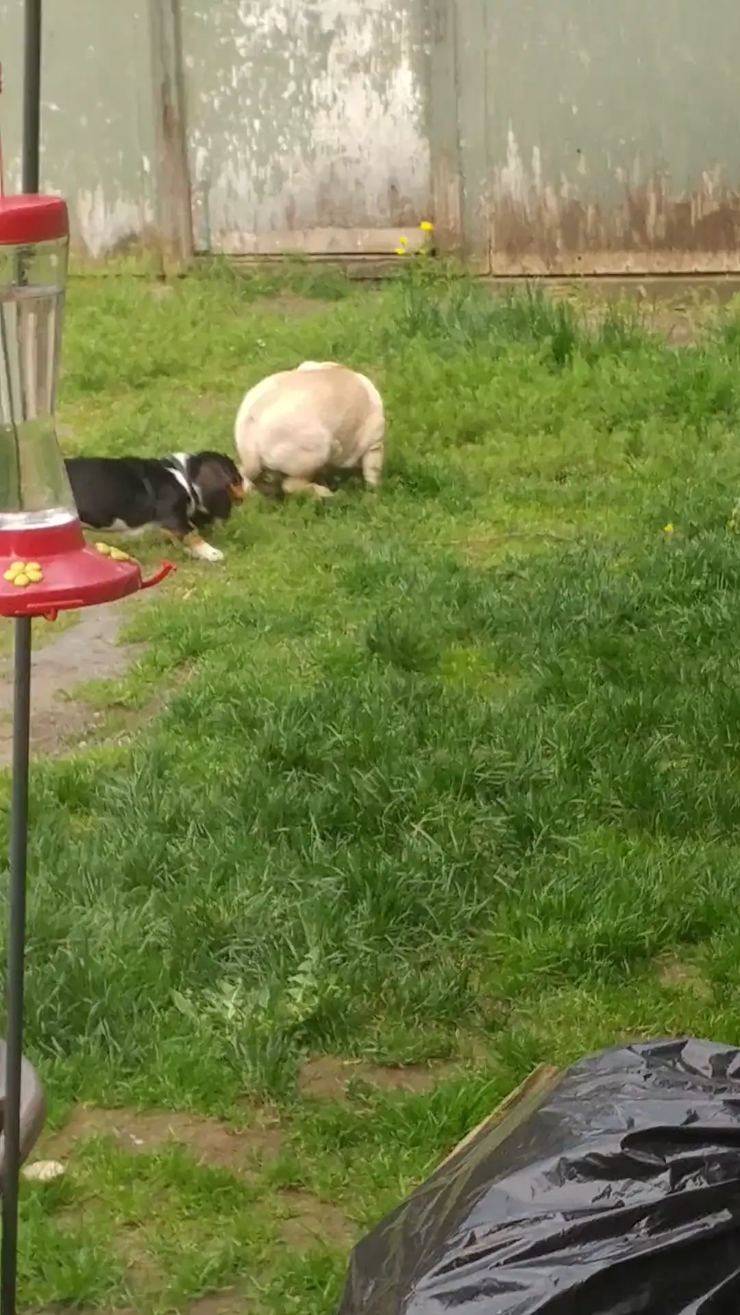8 week old playing with Pug brother