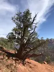 Twisted Juniper Tree at Cathedral Rock Vortex in Sedona Arizona [OC] 3024x4032