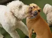 i can't stop thinking about the time my dog went to daycare and got a boyfriend.