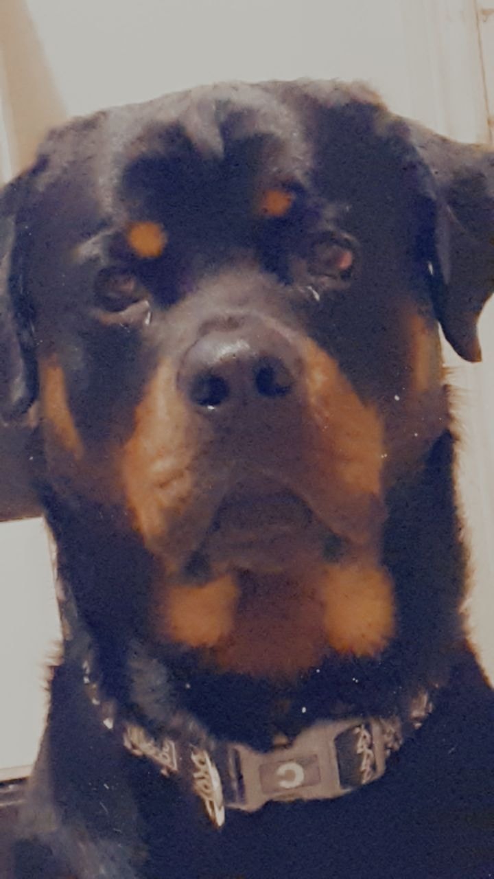 Looking for a bit of advice as well as to show my big suck Bear. He loves to give hugs and watch tv lol
