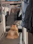 One of Teddy's favorite pastimes is watching his baby brother Boo whilst he's sleeping 