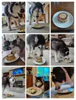 Loki the husky dog with a birthday cake and plates of food, with text saying I LOVE YOU