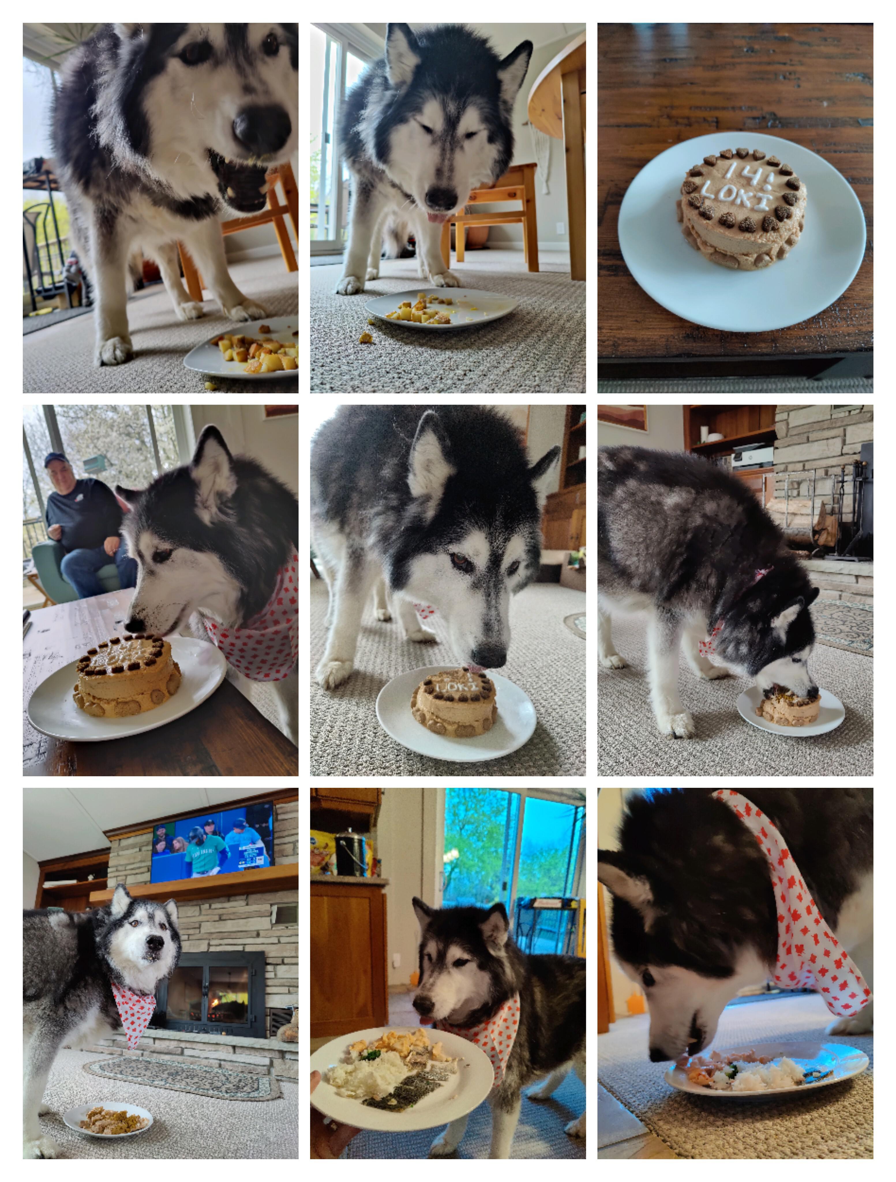 Loki's 14th Birthday today! 14th! #Spoiled!