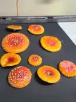 Amanita Muscaria spore prints