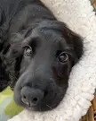 Would you be able to resist these puppy eyes?