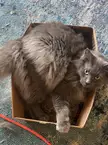 Cthuluh in his favorite box