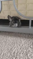 Bijou under the bed, what crimes will she commit?