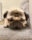 Pug nap time! 😴 What's your favourite thing about pugs❓ Pug hugs, Pangpang the Pug