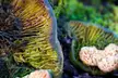 Psychedelic shelf fungus