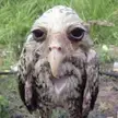 What kind of owl is this?