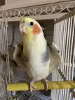 my cockatiel is biting me out of nowhere what do i do