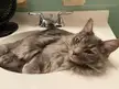 Sleepy sink boy