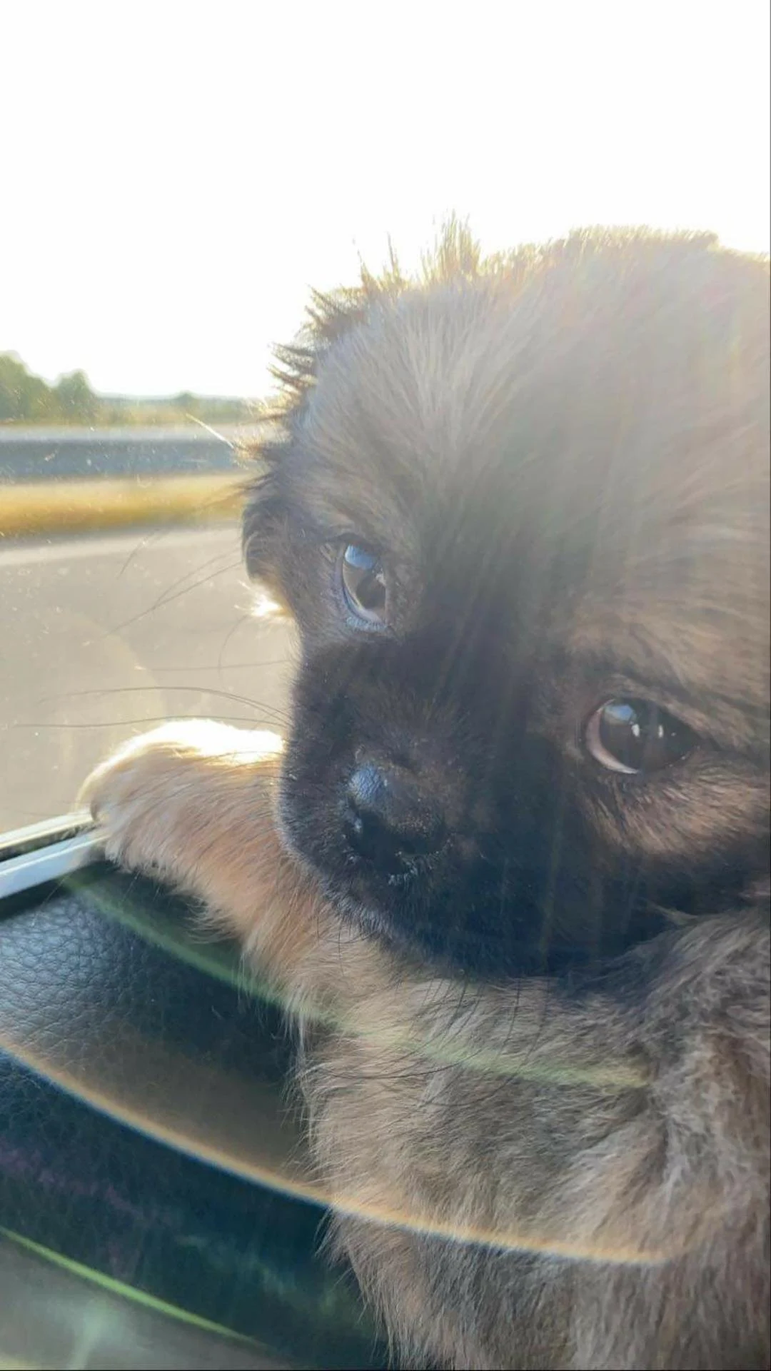 First time in the car | Scrolller