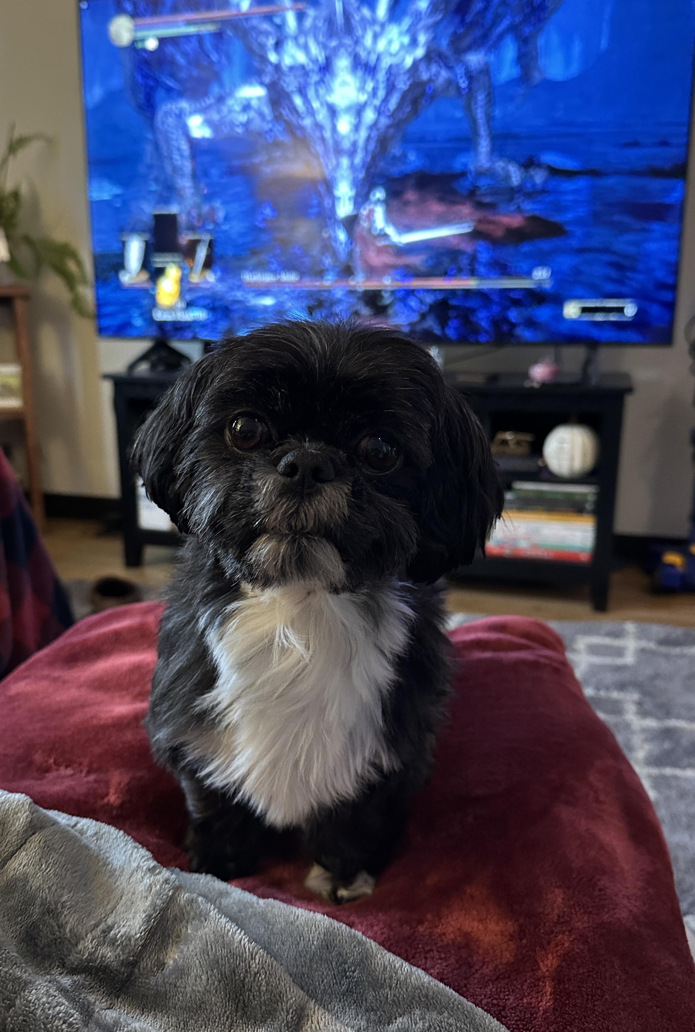 Little miss haircut 💅